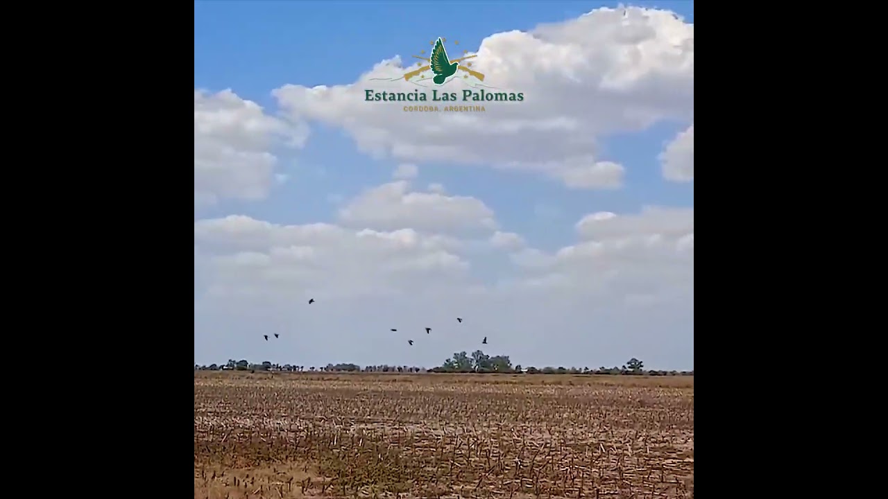 THE BEST DOVE HUNTING EXPERIENCE IN CÓRDOBA ARGENTINA. 