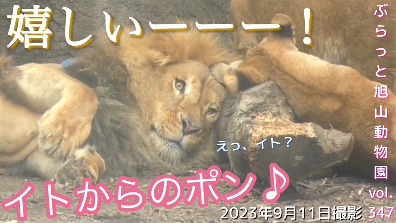 【ライオンファミリー】イトのポンに喜ぶオリト♪大好きな子ども達への愛。おもちゃはパパが優先？パパの足元で順番を待つ子ども達。オリト＆イオ家族vol346@旭山動物園/