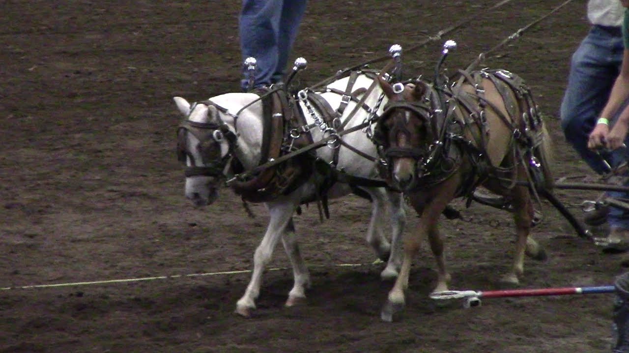 Pony Pull Competition At Missouri State Fair YouTube
