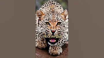 ГЕПАРДЫ ВЫМИРАЮТ!?                 #гепард #вымирание #кошки #леопард #знания #education