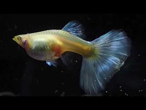 วินาทีปลาหางนกยูงออกลูก ( Ogarn Guppy-เชียงใหม่)