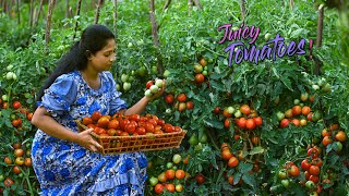 Деревенская девушка и ее брат собирают помидоры! Сделала так много блюд из помидоров.