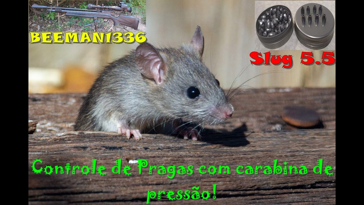 Controle de pragas com carabina de pressão, PCP Beeman 1336 !