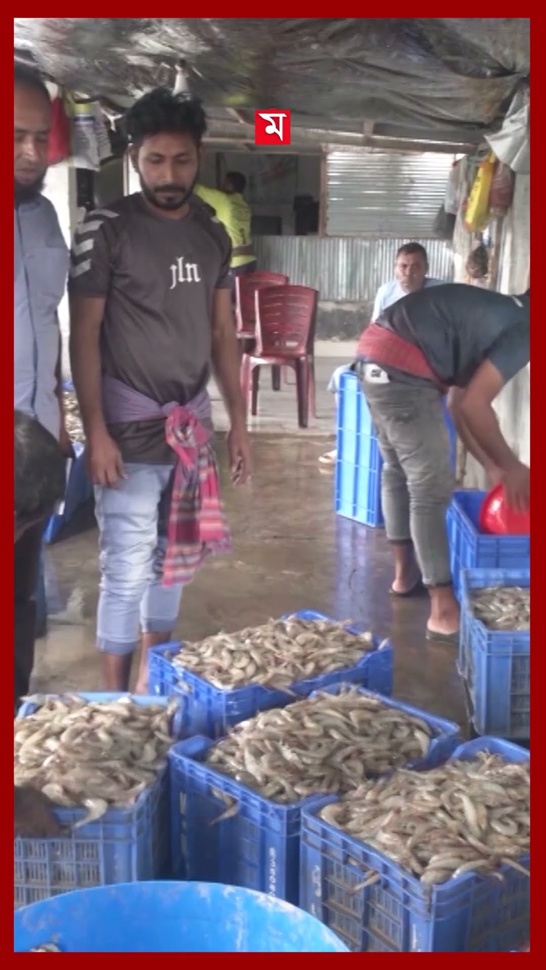 খড়া কাটিয়ে ৪০০ কোটি টাকার চিংড়ি রফতানি #khulna #shrimp #export #businessnews #somoytv #shorts