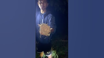 Sarang Burung Kutilang Dipucuk Pohon Coklat #fyp #bolang #subscribe @PebriHalomoan