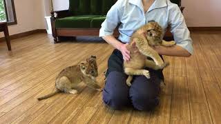 アフリカンサファリ ライオンの赤ちゃん ミルク 九州自然動物園 餵小獅子喝奶 lion baby Løve