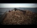 From the Field: Rebuilding oyster reefs in Harris Creek, Md.