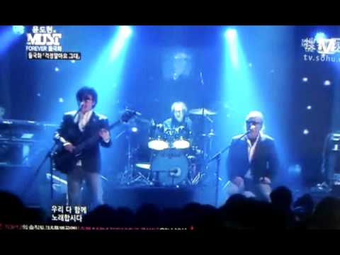들국화