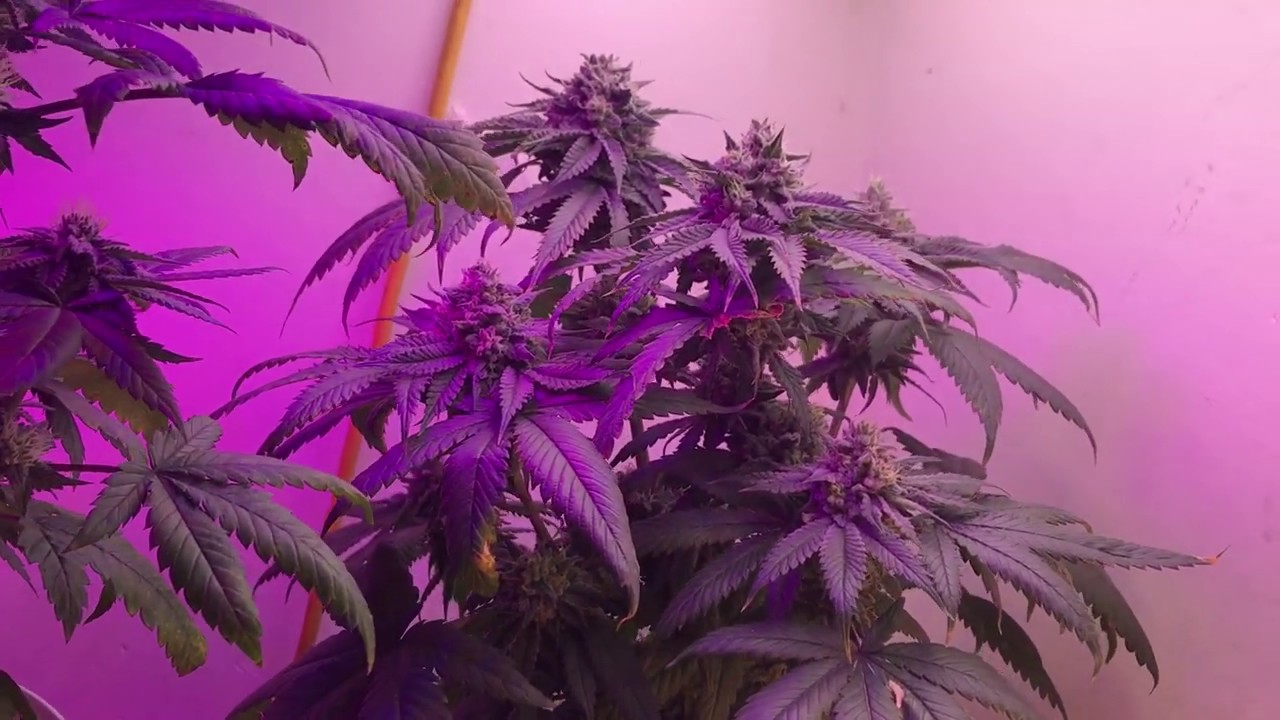 Indoor Cannabis Grow update day 33 flower Blue Mountain