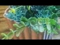 العنكبوت ٢٤ ٣٥ القارئ عبدالرحمن مصطفى العنكبوت ٢٤ ٣٥ القارئ عبدالرحمن مصطفى