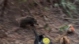 猟犬でイノシシ、シカ捕獲31（逃しまくりの日でした💦）