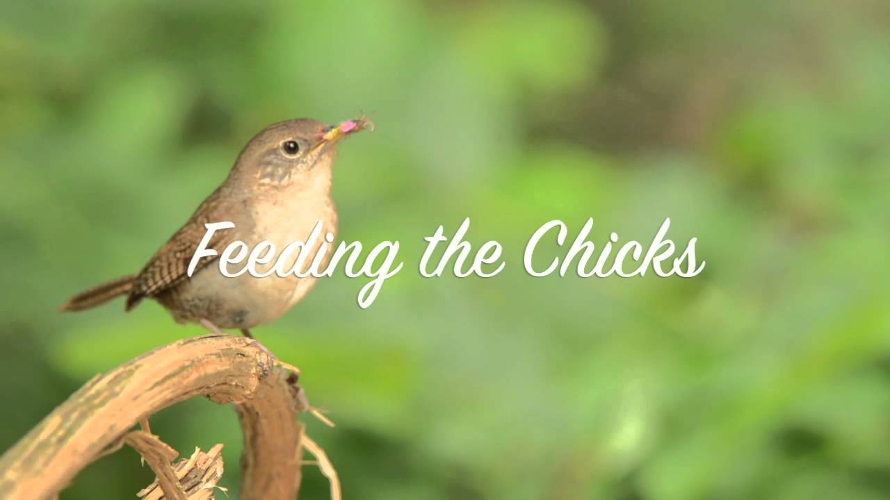 Nesting House Wrens YouTube