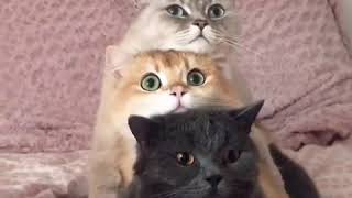 When We Bare Cats Hear The Word Food