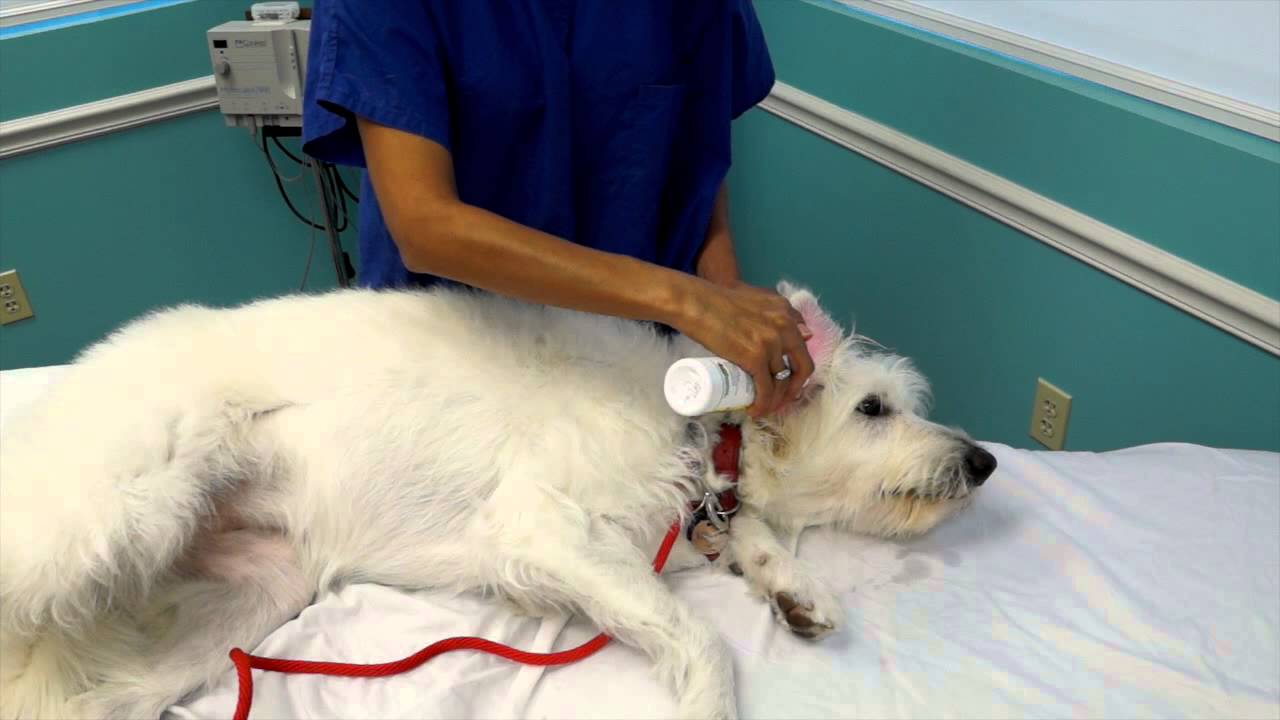 Cleaning Your Dogs Infected Ears YouTube