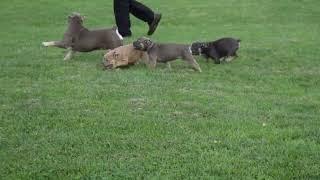 Olde English Bulldogge Puppies For Sale