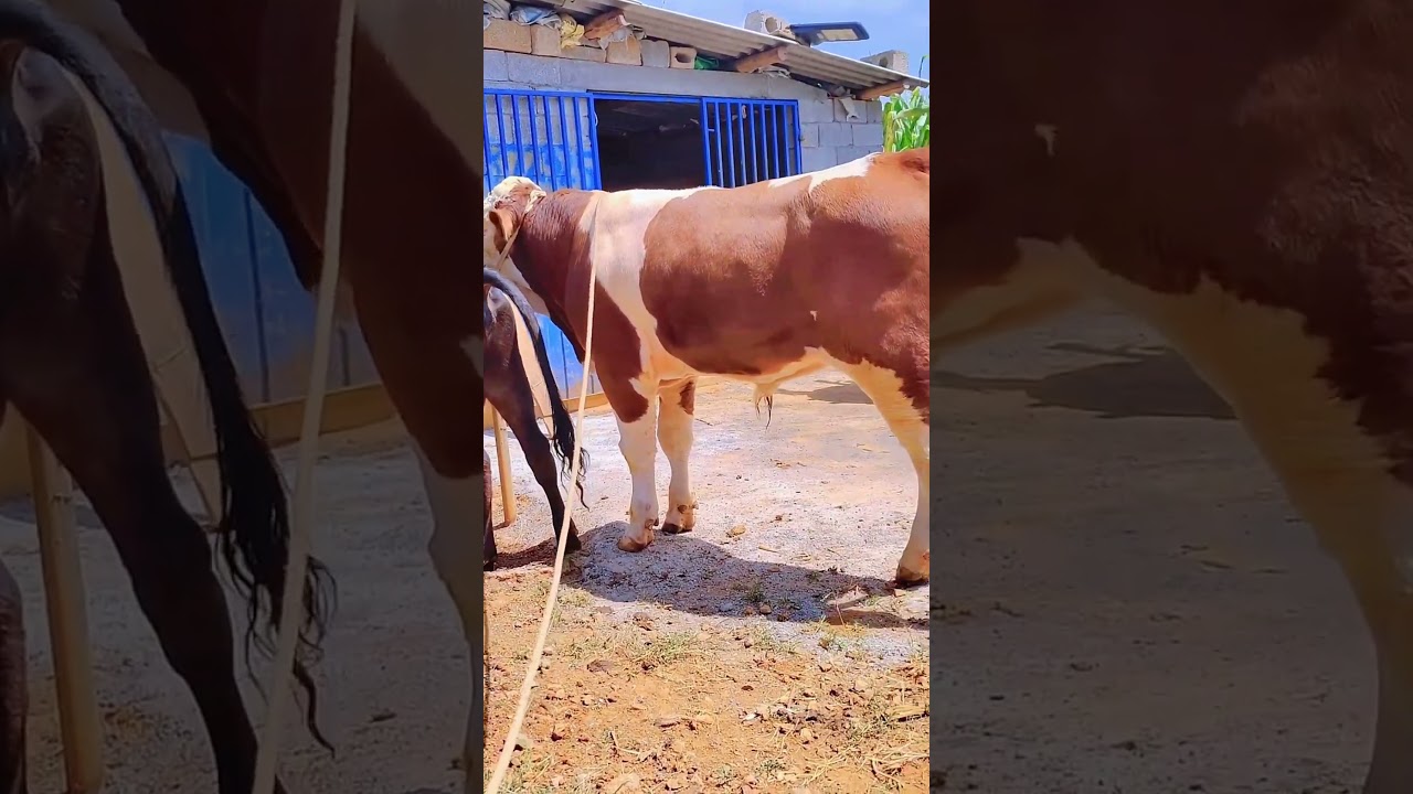 I paired this one at the beginning and I paired it again for the second nest1384