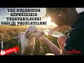 Yaz Aylarında Köpeğinizin Yaşayabileceği Sağlık Problemleri