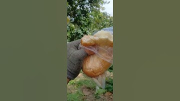 túi bao xoài cát chu công ty Kim Đại Lợi