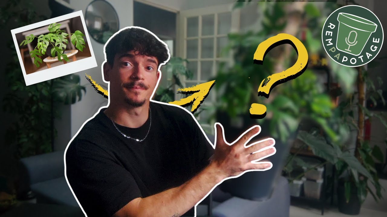 Un petit rempotage plus que NECESSAIRE ! Monstera Piccolo