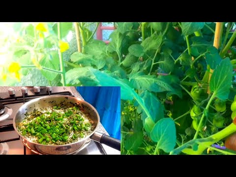 Can you cook tomato leaves π π€?? Can you cook tomato leaves π π€??