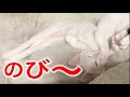 こんなに可愛い長いものになら巻かれても良いと思う #033