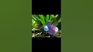 5000 B.C.E BETTA FISH||OLD ANIMALS BETTA FISH #shortvideo #5000bce