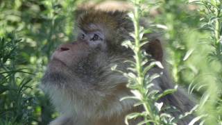 Primatology and Primate Conservation Course Ad 1