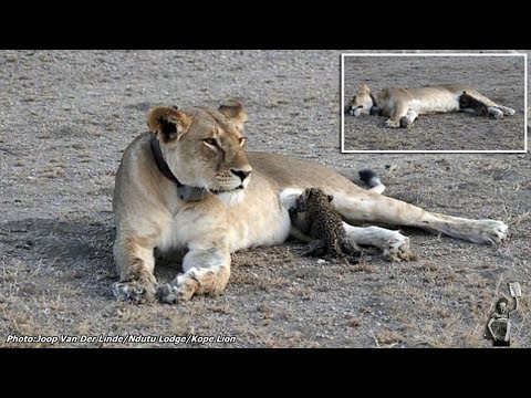 मातृ वृत्ति: पहली बार एक जंगली शेरनी को बच्चे के तेंदुए की देखभाल करते देखा गया है