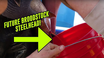 An INSIDE Look Into Hatchery FISH Spawning Of BROODSTOCK Winter Steelhead!