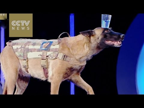 ชมวีดีโอ สุนัขตัวเก่ง วางแก้วน้ำไว้บนหัว เดินทางลาดและขึ้นบรรได โดยน้ำ...