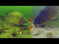 Carp underwater fail compilation 2020 (high quality)