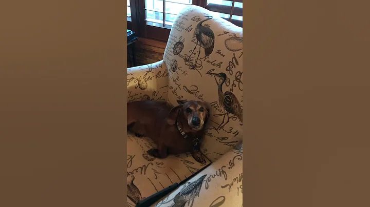 Scooter the Talking Dachshund