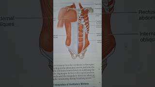 muscles of upper limb simple chart #anatomy #muscles #upperlimbanatomy #medicallectures
