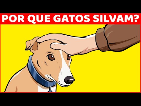 Vídeo: Por que meu gato está fazendo xixi fora da caixa de areia?