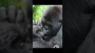 Save Gorilla of Dian Fossey❤