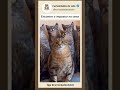 O verdadeiro impostor talvez seja o gato real #shorts #viral #catlife #gatos