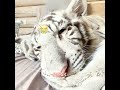 🐯😳 Why Is This White Tiger Acting So Strange? 🤔#funny #shorts #prank #comedy