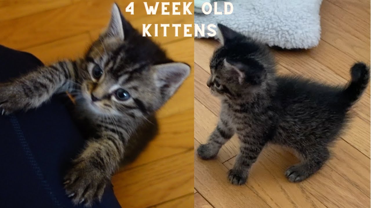 4 Week Old Kittens Playing YouTube