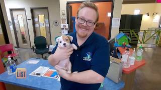 3 Things To Know Before Becoming A Foster Pet Parent