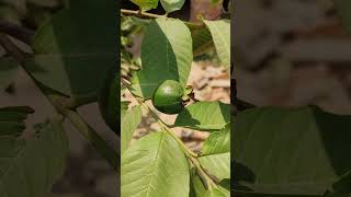 guava tree# beautiful #leaf green #amrood tree#