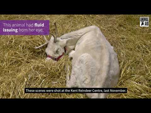 Animal Aid: Reindeer Investigation