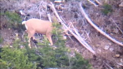 Chandler Street 2014 Mule Deer Hunt