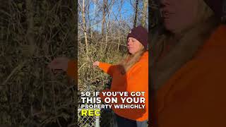 How to Identify & Remove Invasive Honeysuckle (Protect Your Landscape)