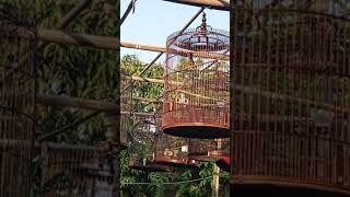 Cucu Nya Trah Rolex ring 047 Umur 7bulan