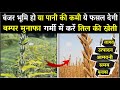 गर्मी में तिल की खेती कब और कैसे करें | Til Ki Kheti Kab Aur Kaise Karen | Sesame Farming In India