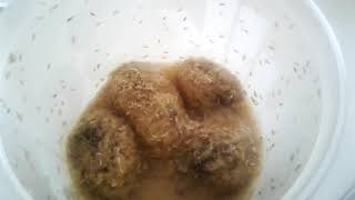 We Feed Our Young Ant Colonies Fruit Flies and Larva