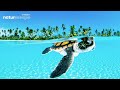 3 hours stunning tropical beach underwater footage  stingraynaturescape  colorful sea life