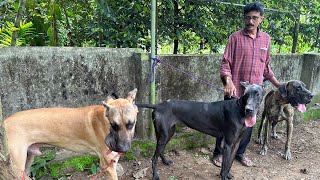 മനുഷ്യനേക്കാൾ ഉയരമുള്ള ഭീകരൻ നായകൾ| Great Dane Kennel