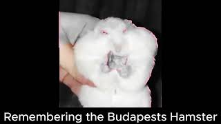 Remembering the Budapests Hamster. Воспоминания Будапештского хомяка