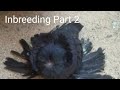 Line breeding pigeons explained